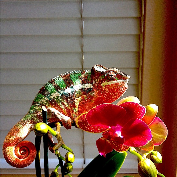 Meet your Posher, Peter - Picture 7 of 12